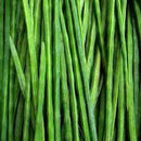 Drumsticks