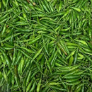 Bird Eye Chillies