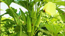 Ladies Finger / Okra