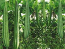 Ridge Gourd / Turiya