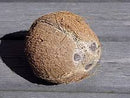 Coconut (Single)