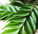 Curry Leaves