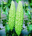 Bitter Gourd / Karela