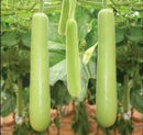 Dudhi / Bottle Gourd
